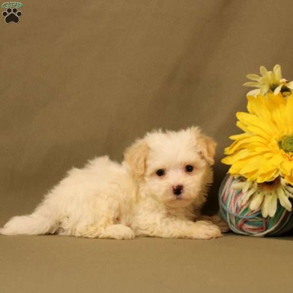 Elliot, Maltipoo Puppy